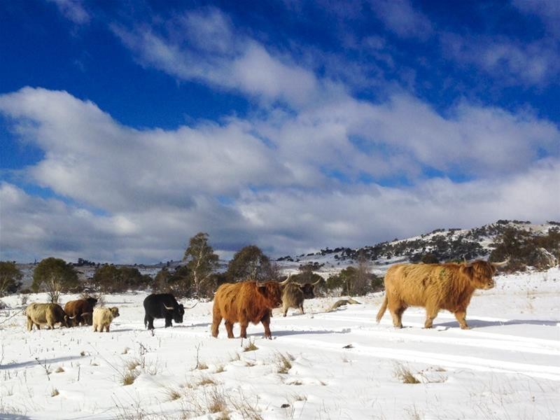 290 Alpine Way, Jindabyne NSW 2627