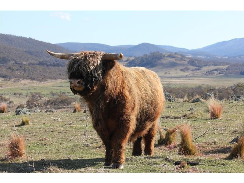 290 Alpine Way, Jindabyne NSW 2627