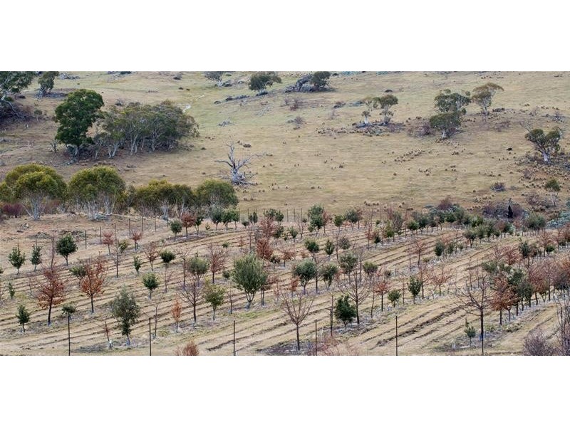 290 Alpine Way, Jindabyne NSW 2627