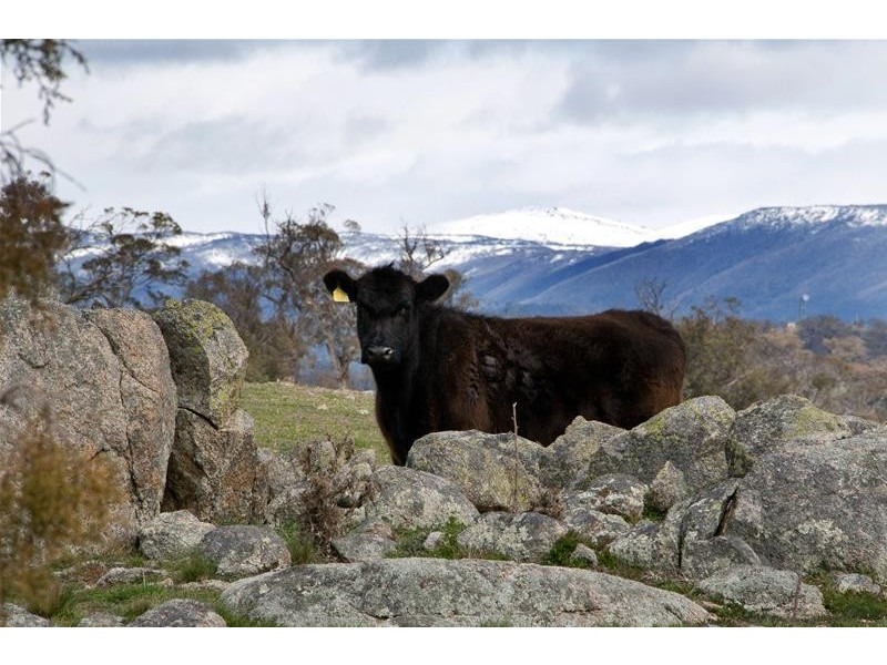 Avonside  Road, Jindabyne NSW 2627