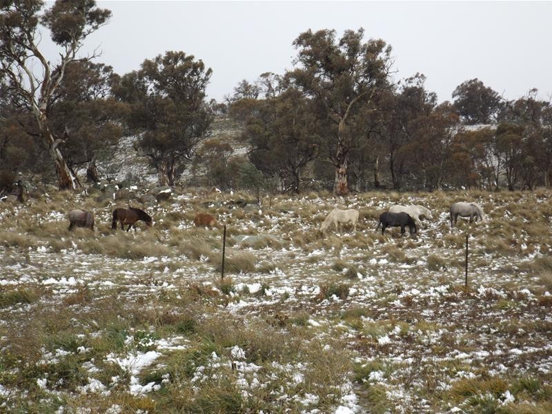 59 Tirrike  Lane, Jindabyne NSW 2627