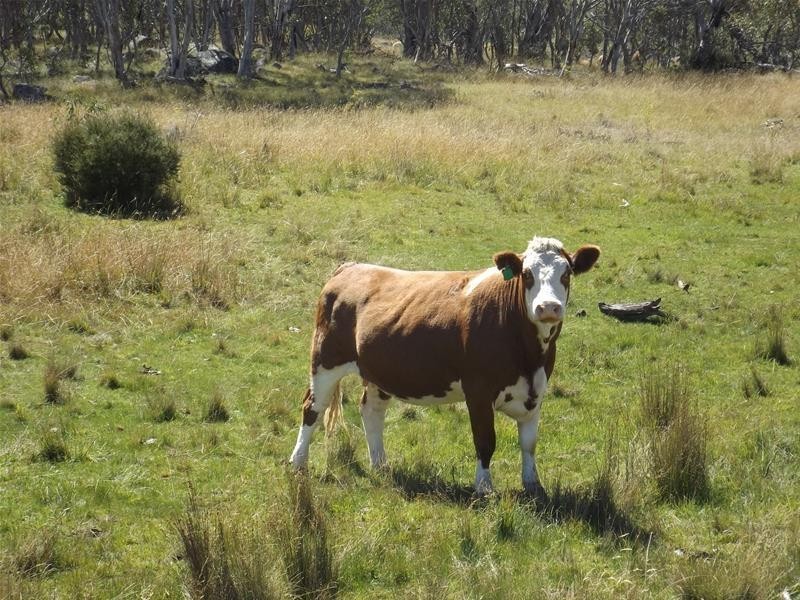 Lot 6/115 Hilltop Road, Jindabyne NSW 2627