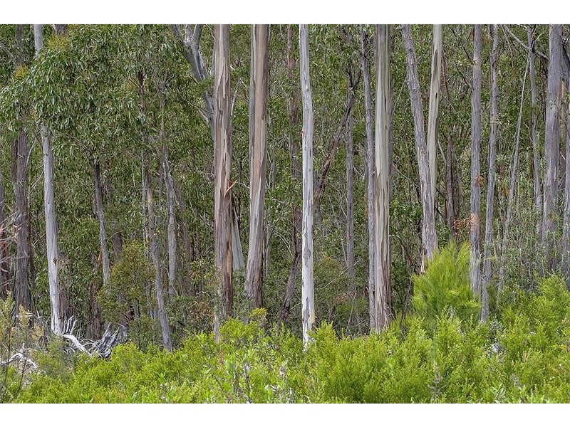 172 Goodwins Road, Upper Woodstock TAS 7150