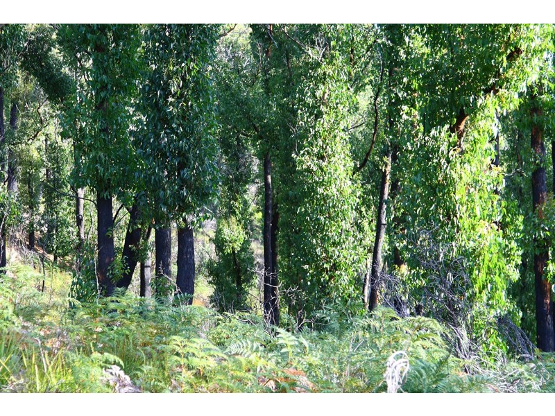 LOT 2 Eva Gully Road, Brooks Bay TAS 7116