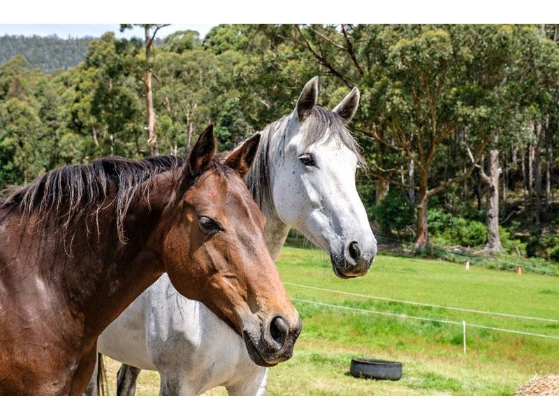 1229 Pelverata Road, Pelverata TAS 7150