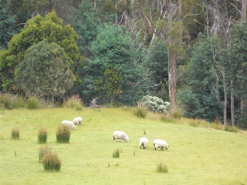 361 Judds Creek Road, Judbury TAS 7109