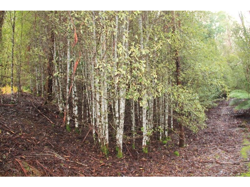 357 Donnellys Road, Geeveston TAS 7116