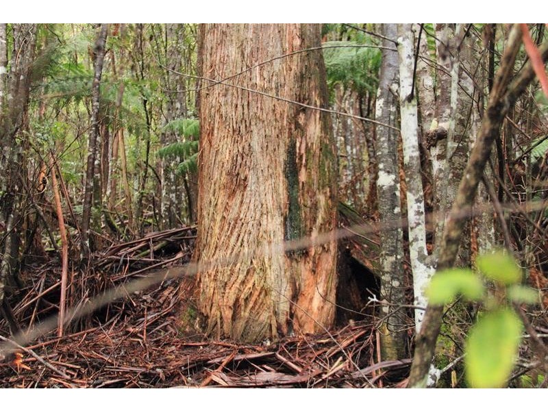 357 Donnellys Road, Geeveston TAS 7116