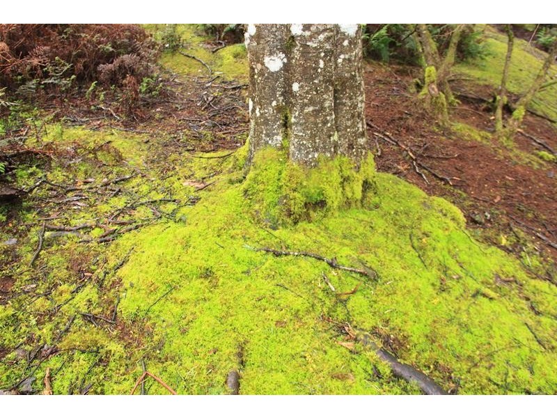 357 Donnellys Road, Geeveston TAS 7116