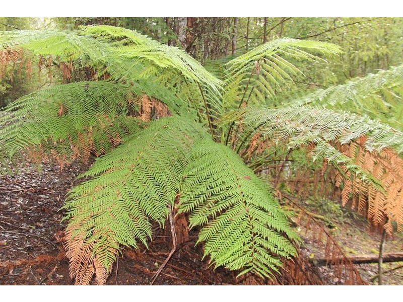 357 Donnellys Road, Geeveston TAS 7116