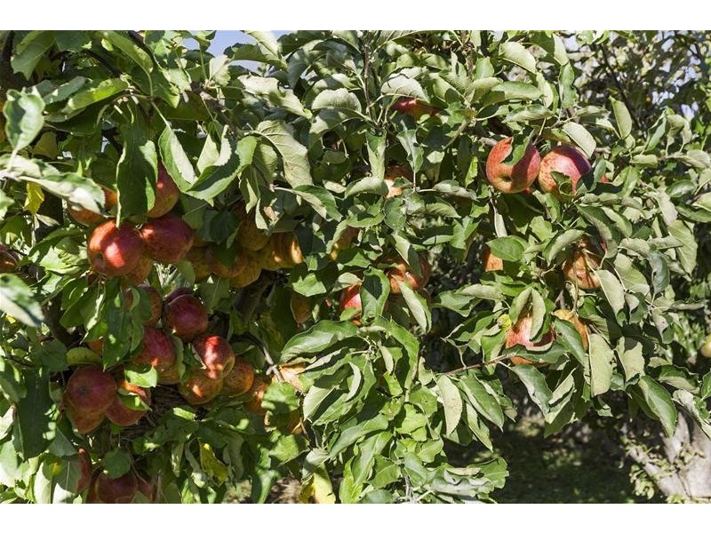 7585 Channel Highway, Cygnet TAS 7112