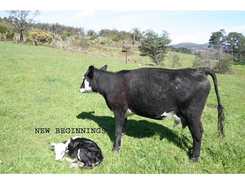 82 Fourfoot Road, Geeveston TAS 7116