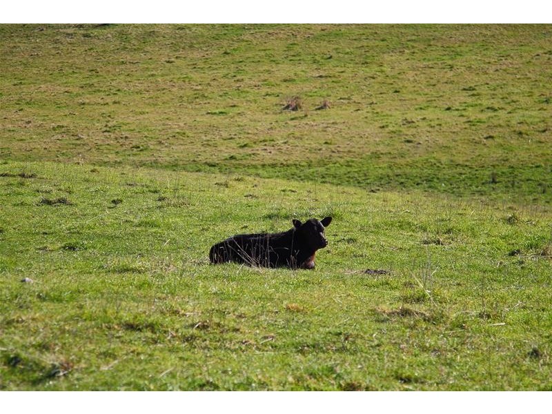 Lot 1 Cross Road, Lucaston TAS 7109