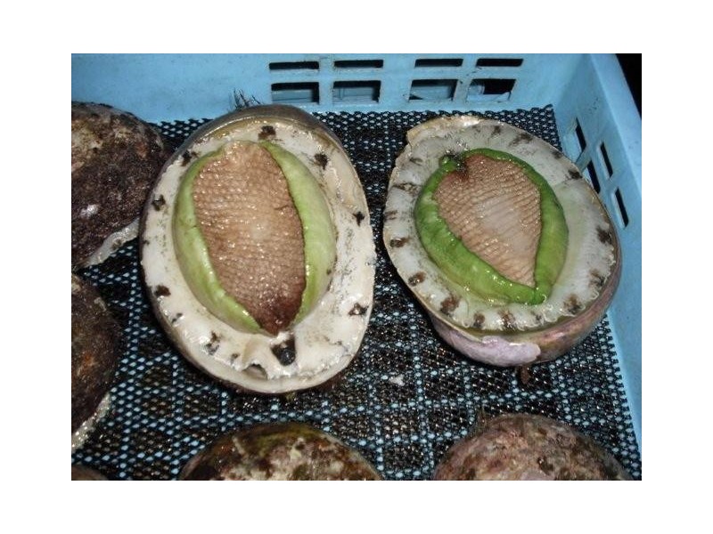 23-29 Harvey Town Road, Dover TAS 7117