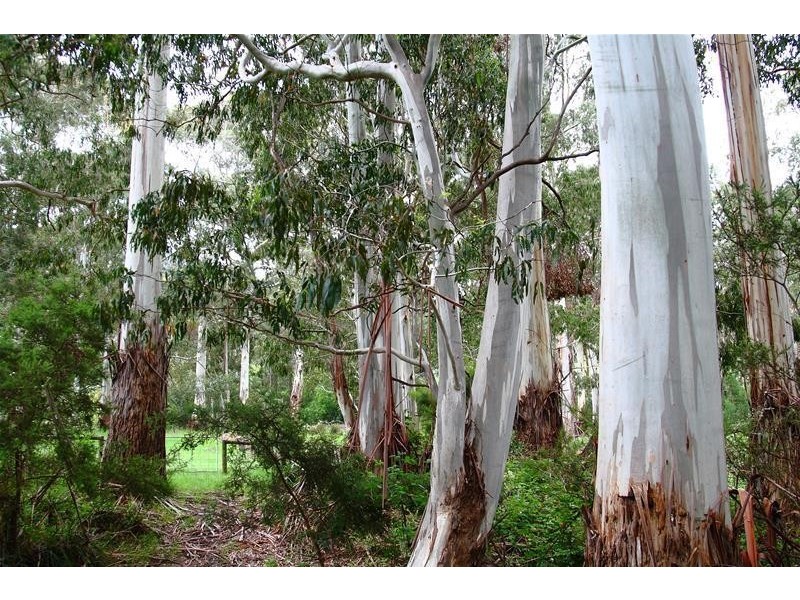 258 Crabtree Road, Crabtree TAS 7109