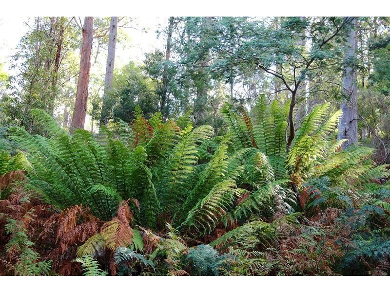 Lots 3 & 5 Bakers Creek Road, Lucaston TAS 7109