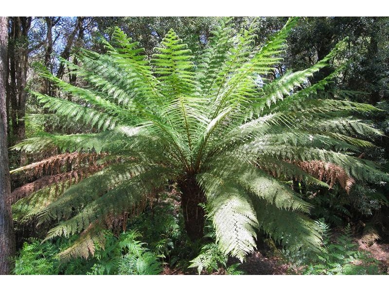 31 Hankins-Robertson Road, Geeveston TAS 7116