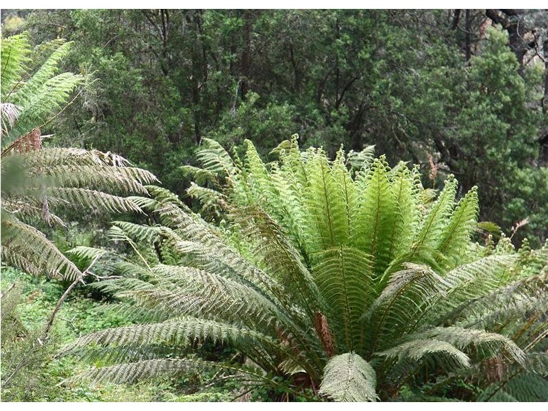 104 Jacksons Road, Franklin TAS 7113