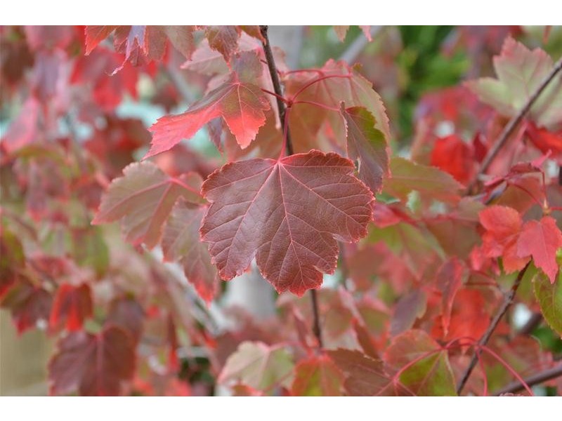 10 Wellington Street, Huonville TAS 7109