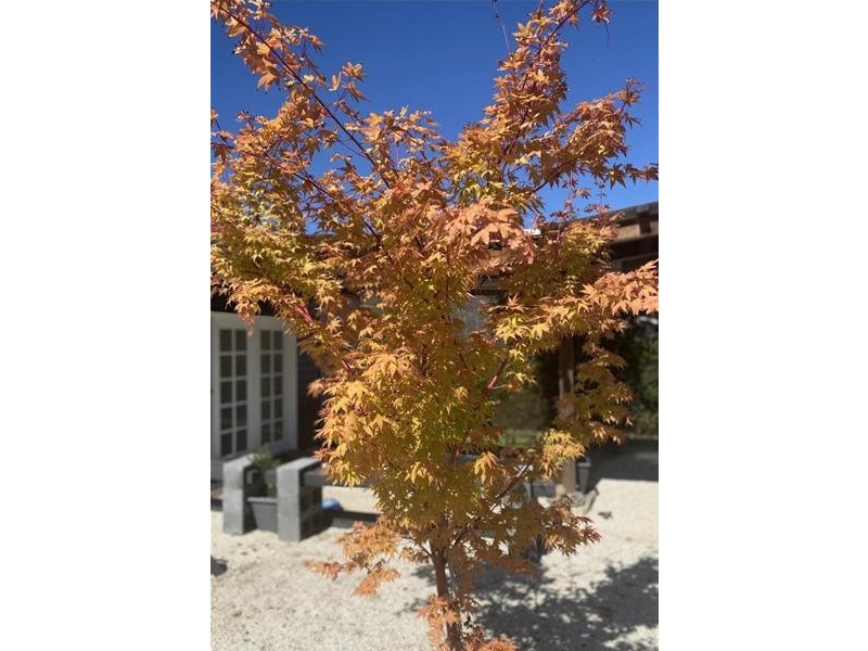 10 Wellington Street, Huonville TAS 7109