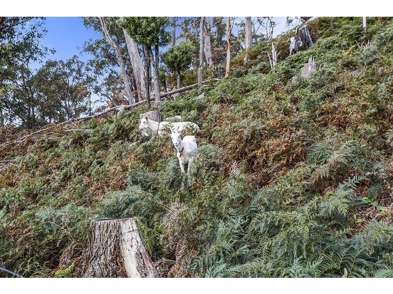 302 Cowens Road, Gardners Bay TAS 7112