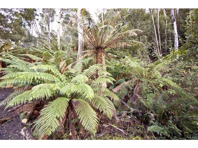 328 Bakers Creek Road, Lucaston TAS 7109