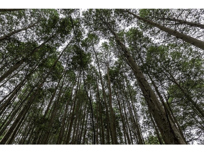 3 Batchelors Road, Nicholls Rivulet TAS 7112