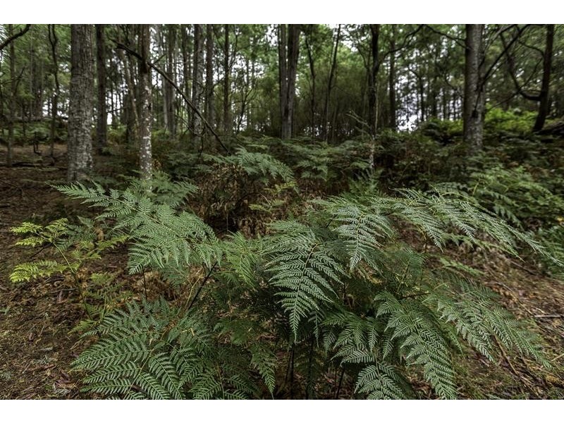 3 Batchelors Road, Nicholls Rivulet TAS 7112