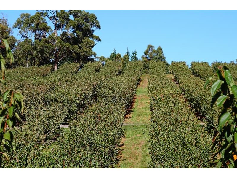 Lot 1 Sandhill Road, Cradoc TAS 7109