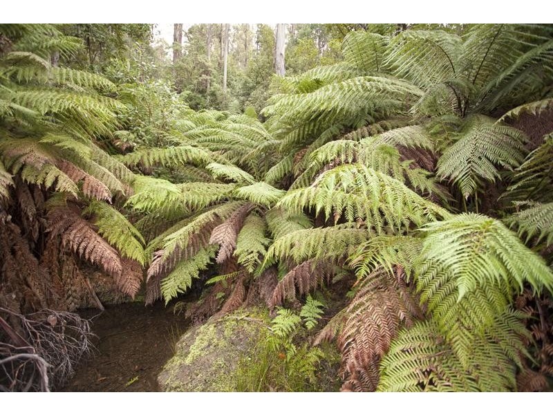 LOT 4 Bakers Creek Road, Lucaston TAS 7109