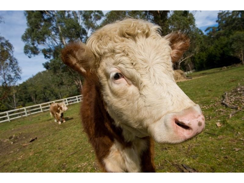 28 Joes Road, Nicholls Rivulet TAS 7112