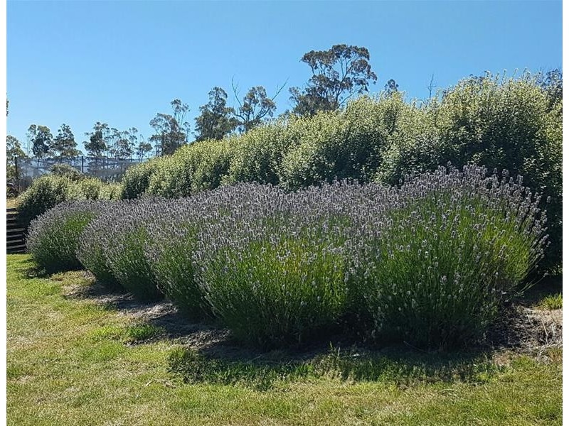 78 Walters Road, Wattle Grove TAS 7109