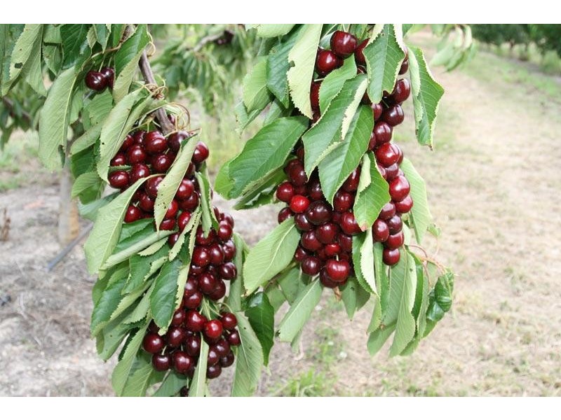 7891 Channel Highway, Cygnet TAS 7112