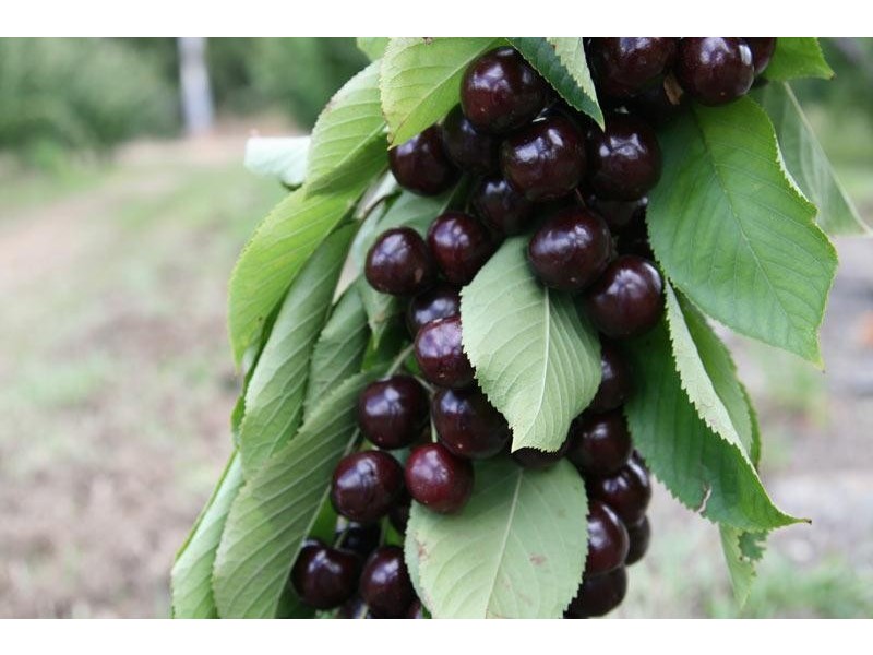 7891 Channel Highway, Cygnet TAS 7112