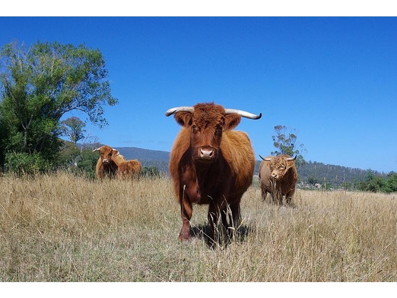 19 Norris Street, Cygnet TAS 7112