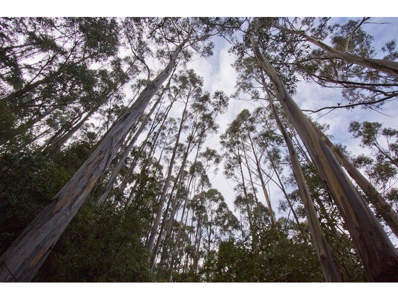 154 Jacksons Road, Franklin TAS 7113