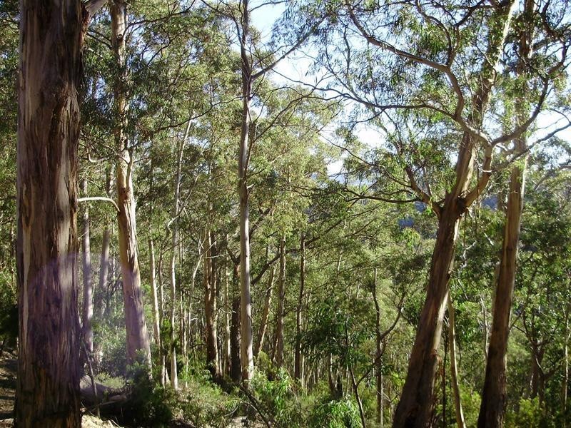 LOT 3 Tobys Hill Road, Cygnet TAS 7112