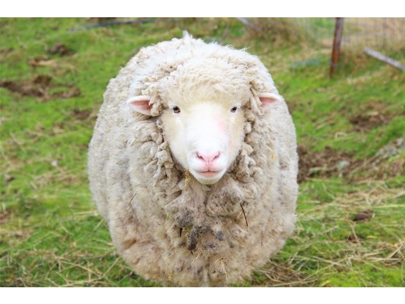 685 Pelverata Road, Kaoota TAS 7150