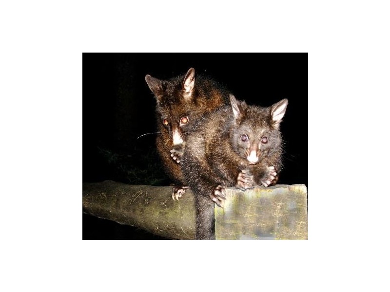 300 Browns Road, Ranelagh TAS 7109