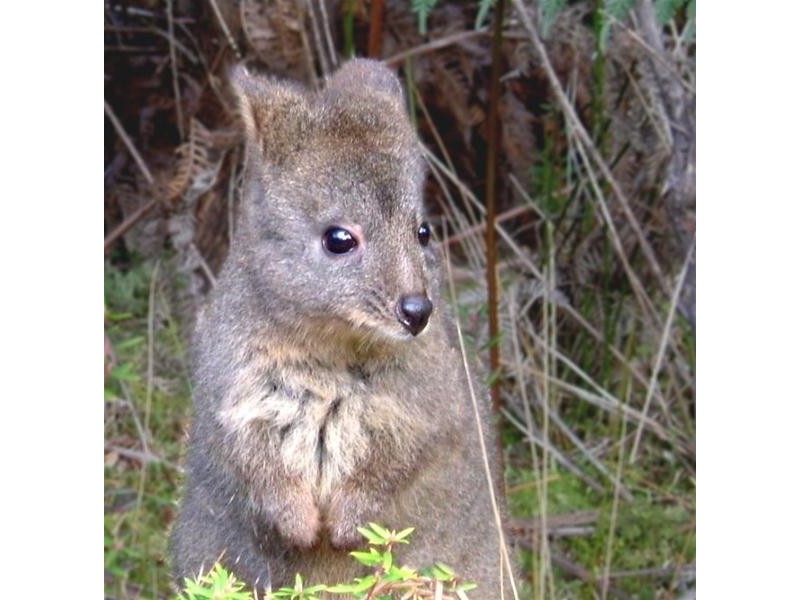 300 Browns Road, Ranelagh TAS 7109