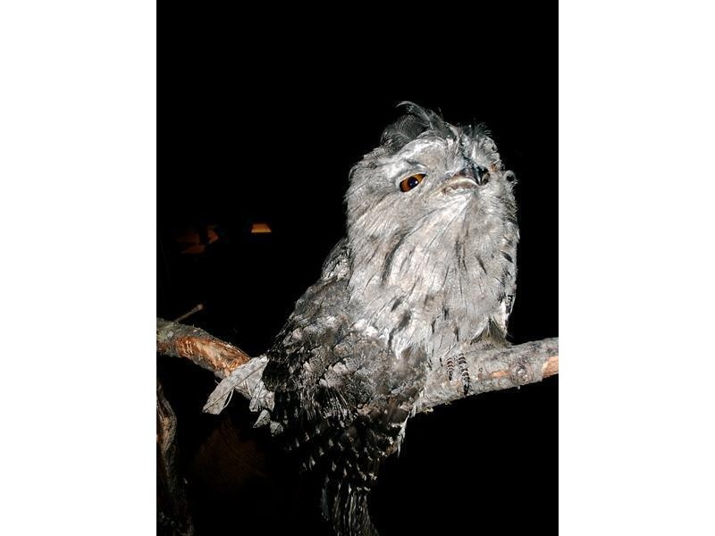 300 Browns Road, Ranelagh TAS 7109