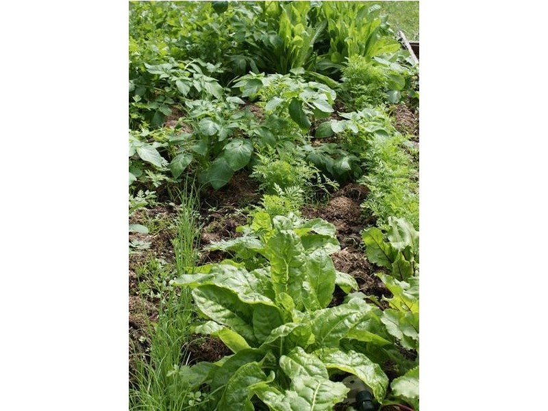 179 Guys Road, Cygnet TAS 7112