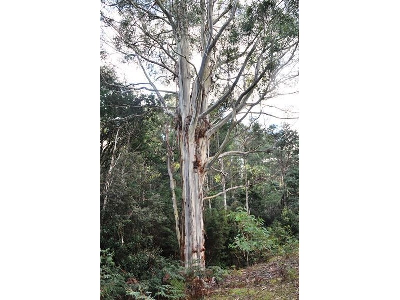 Wallis Road, Judbury TAS 7109