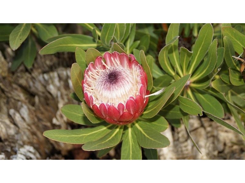 7128 Huon Highway, Dover TAS 7117