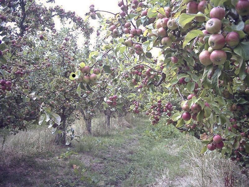 LOT 3 Scotts Road, Geeveston TAS 7116