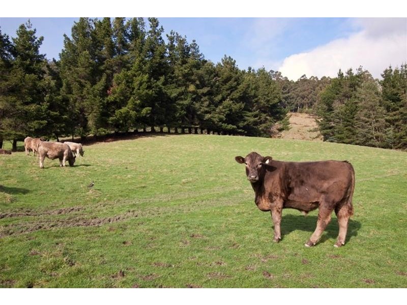 197 Kermandie River Road, Geeveston TAS 7116