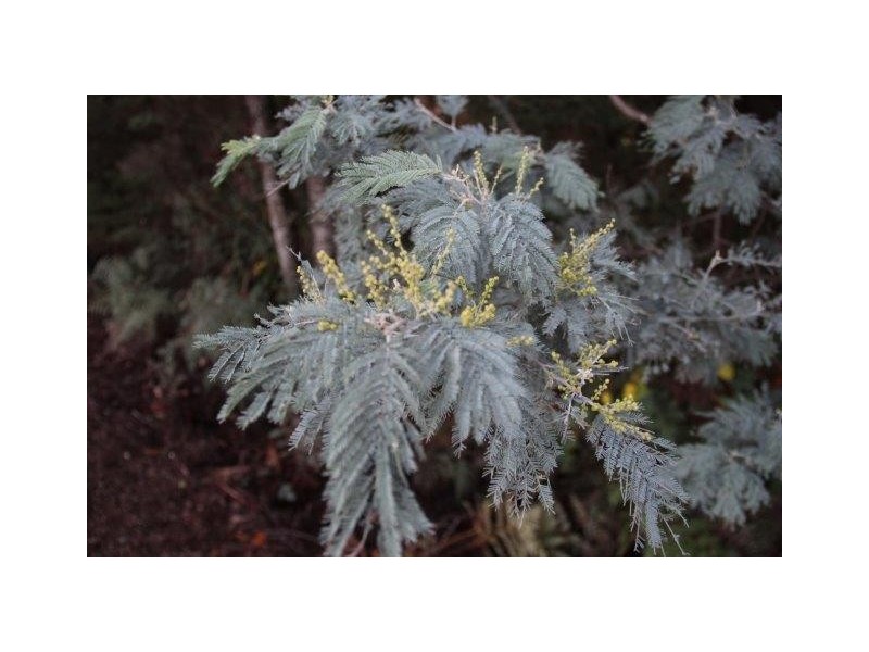 Huon Highway, Strathblane TAS 7109