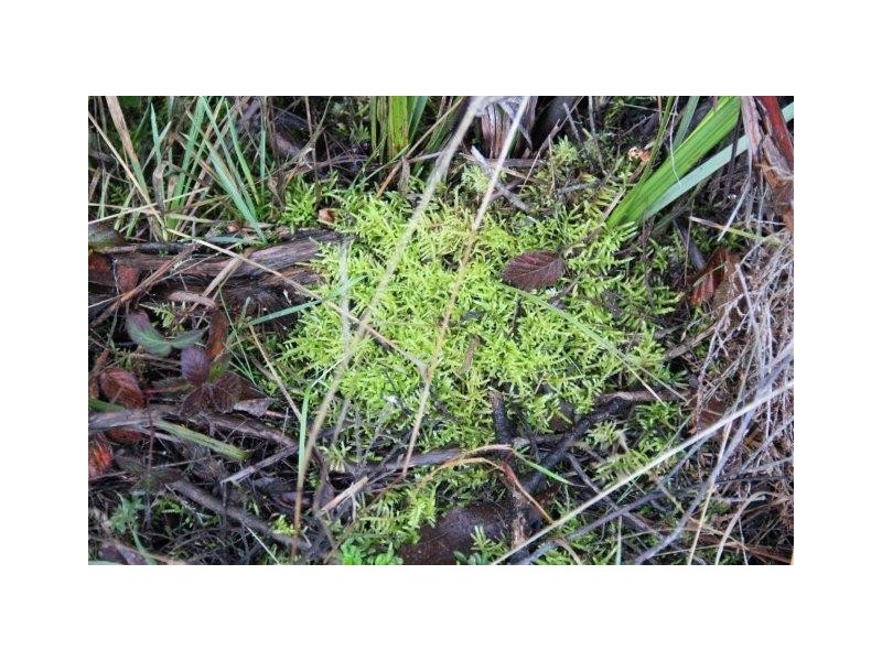 Huon Highway, Strathblane TAS 7109