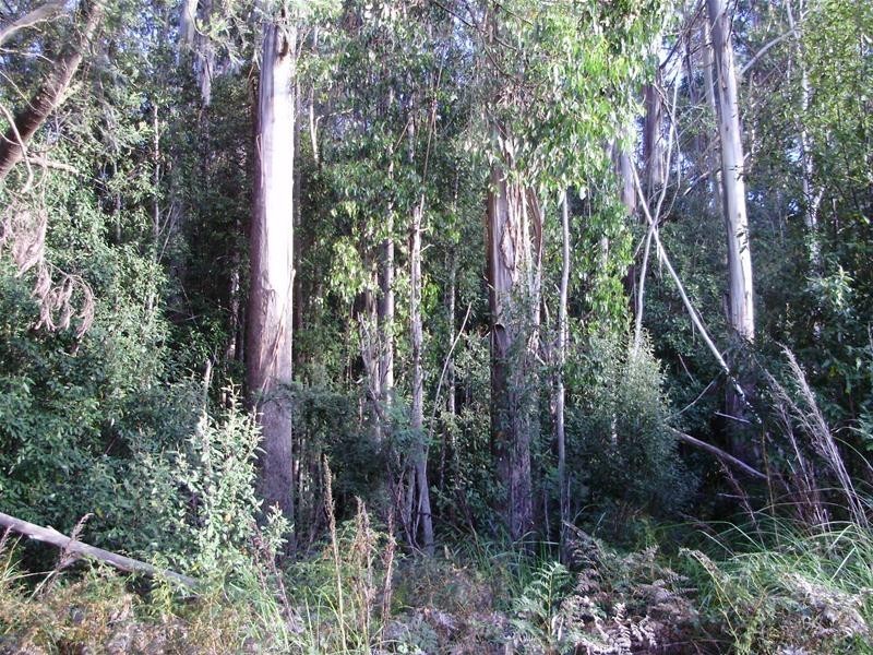 LOT 1 Tobys Hill Road, Cygnet TAS 7112