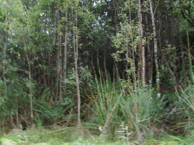 LOT 1 Tobys Hill Road, Cygnet TAS 7112